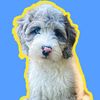 bakerthesheepadoodle