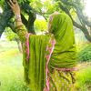 _gull.bano.250