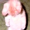 gato_cuy7