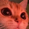 .kali.billi