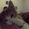 4lyka_1