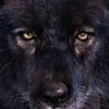 king.wolf704