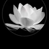 anh_bao_94