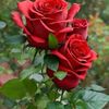 hedire269