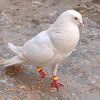 nabeel1373
