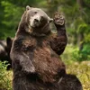 the_prank_bear