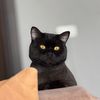 tobi_gubazi
