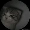 chikel.lirul