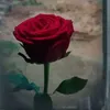 wafaaali9832