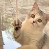 mondomycat