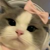 rabiia_015