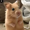 cookies.hamster0
