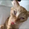 klawq_1
