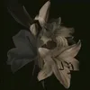 gubka0717