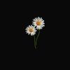 tasneem.salem27