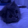 rigel.nitro
