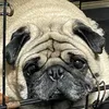 pugmon8