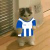 gatomiausito5