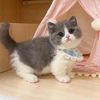 Funny cat 520