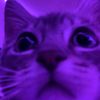 violetshouse.off