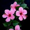 sabbir31598