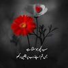alishair2216