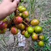 wpsp_9