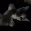 stvrmiiiiiii