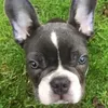 dexter_privmb