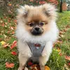 louie.the.pomeranian