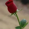 sahandhumar4