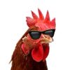 chicken.daddy05
