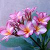 kadek_2222