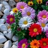yousuf.ahammed3