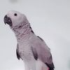 rabeh.kr2