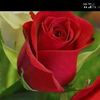 user4174616186865