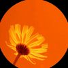 myss061