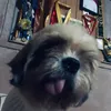 sheyjustinndustin