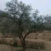 zaidrifi936ztiktok.comza