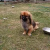 bombo_clat3987