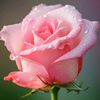 gul.li1