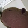 cp.pi.ba.ra4
