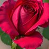 rasha.lotfallah2