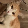 talin_queen3