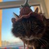 Fluff & Stitch