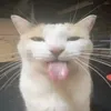 bxllww_