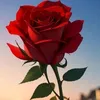 user3854011681446