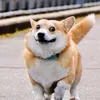 doggiedeligh