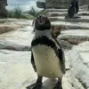 pinguinanamous