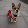 Furryinaction